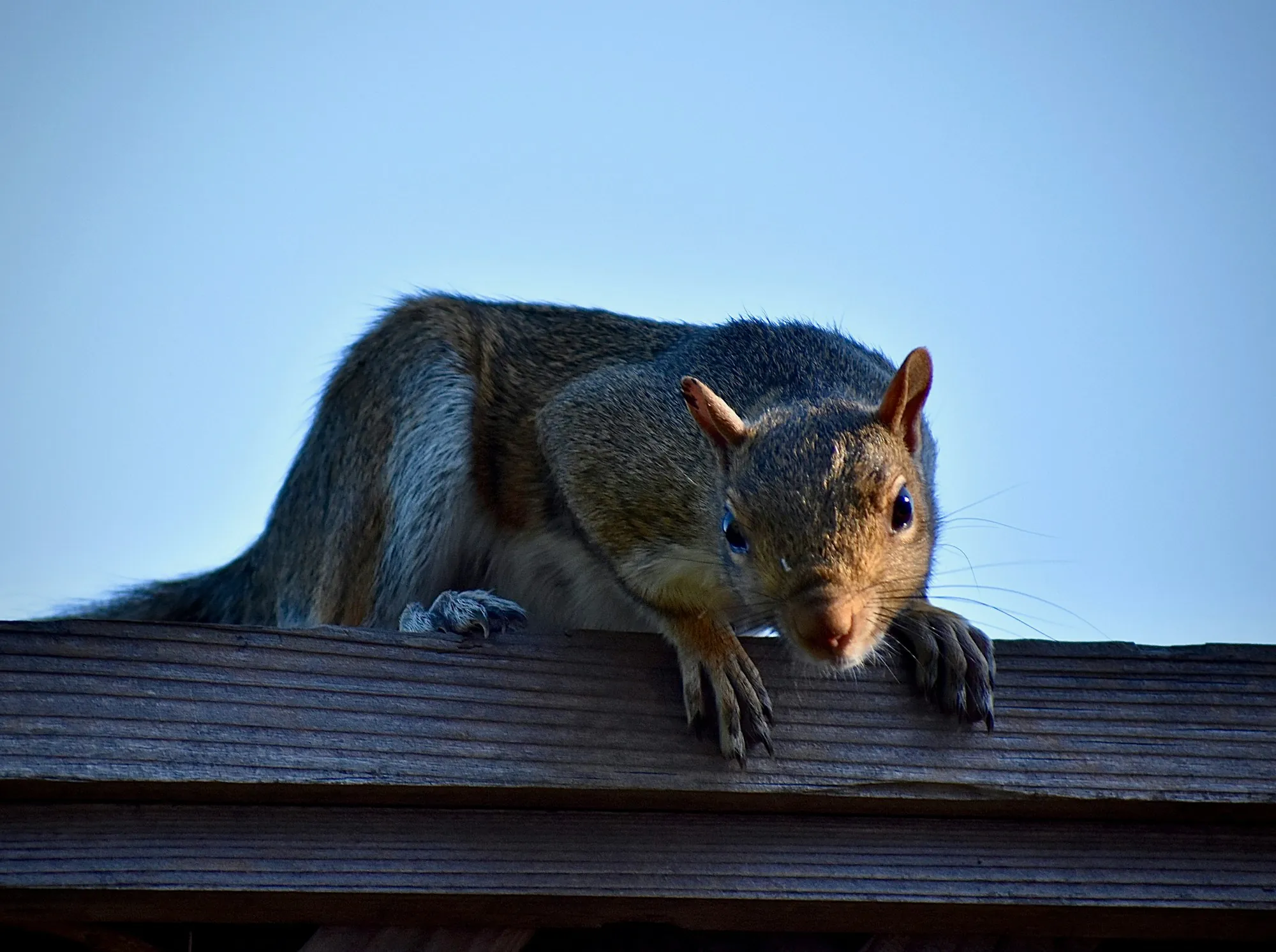 Gray squirrel peering over the edge of a roof